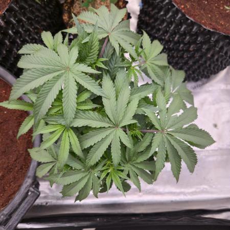 Gorilla Glue #4 x white widow