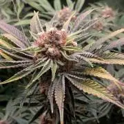 Gorilla Glue #4 x White Widow