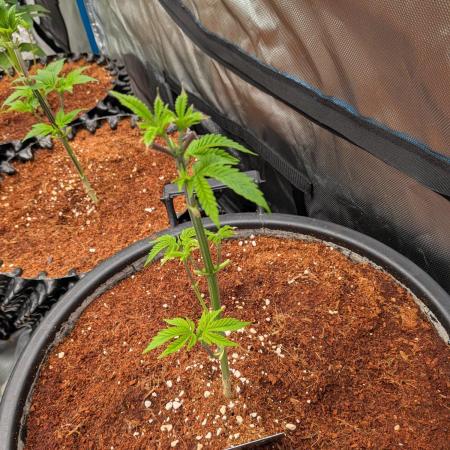 Banana Runtz F1 hybride