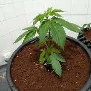 Banana Runtz F1 hybride