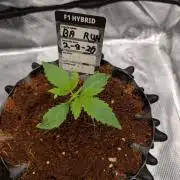 Banana Runtz F1 hybride