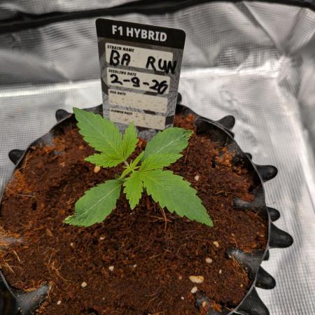Banana Runtz F1 hybride