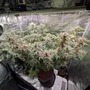 1x Gorilla x White Widow