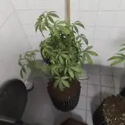 Mac1 F1 Hybrid clones