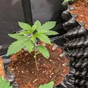 Banana Runtz F1 HYBRID Part 2