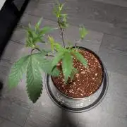 MAC1 F1 HYBRID clones part 3