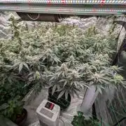 Gorilla Glue #4 x white widow
