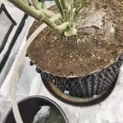 MAC1 starting from week 13 veg
