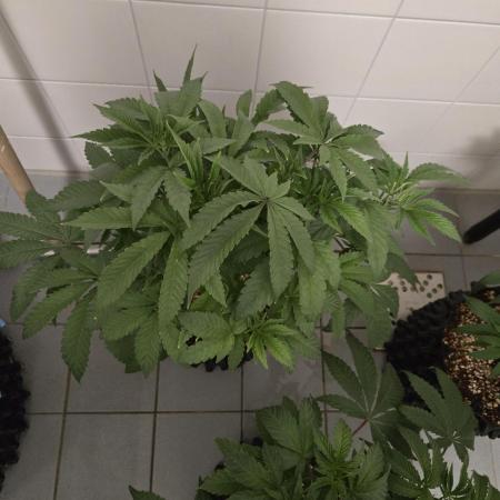 Gorilla Glue #4 x white widow