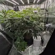 Gorilla Glue #4 x white widow