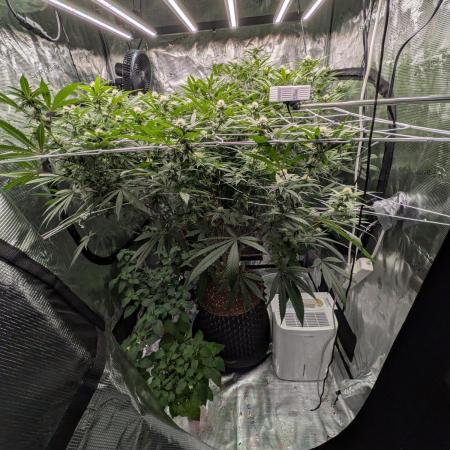 Gorilla Glue #4 x white widow