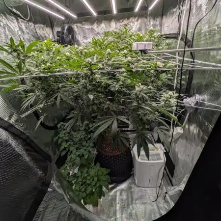 Gorilla Glue #4 x white widow