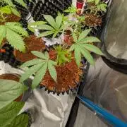 MAC1 F1 HYBRID clones part 2