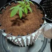 Peyote Critical