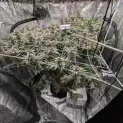 Gorilla Glue #4 x white widow