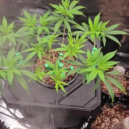 First dwc grow