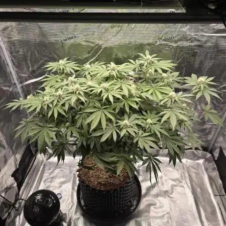 Tangerine Dream