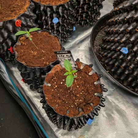 Banana Runtz F1 HYBRID Part 2