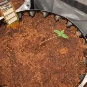 White Widow Regular part 1