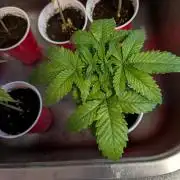 Amnesia Haze Part 2
