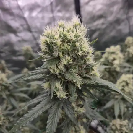 First grow diary