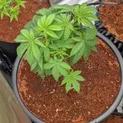 Banana Runtz F1 hybride