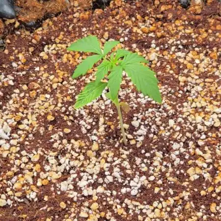 First auto grow