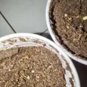 Amnesia Haze part 1