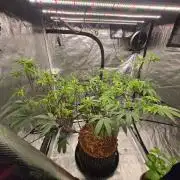 MAC1 starting from week 13 veg