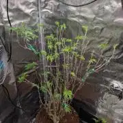 Mac1 F1 Hybrid