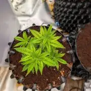 Amnesia Haze part 1