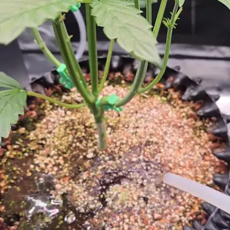First auto grow