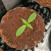 Expert Gorilla aka Gorilla Glue nr4