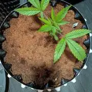 Godfather OG