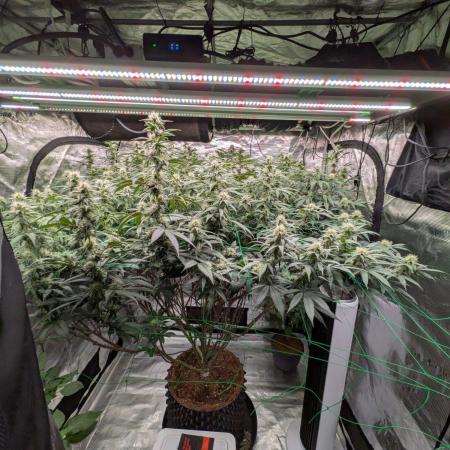 Mac1 F1 Hybrid