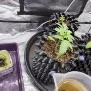 First grow diary