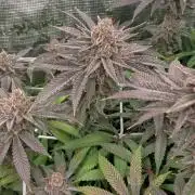 Gorilla Glue #4 x white widow
