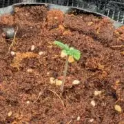 Frozen Banana F1