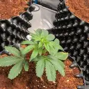 MAC1 F1 HYBRID clones part 2