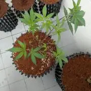Mac1 F1 Hybrid clones