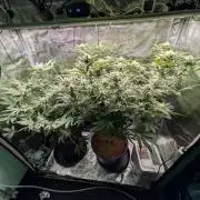 1x Gorilla x White Widow