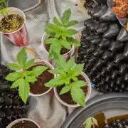 Amnesia Haze part 1