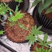Tangerine Dream