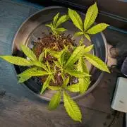 Gorilla Glue #4 x White Widow clone