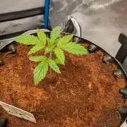 White Widow part 2