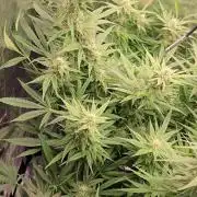 First dwc grow