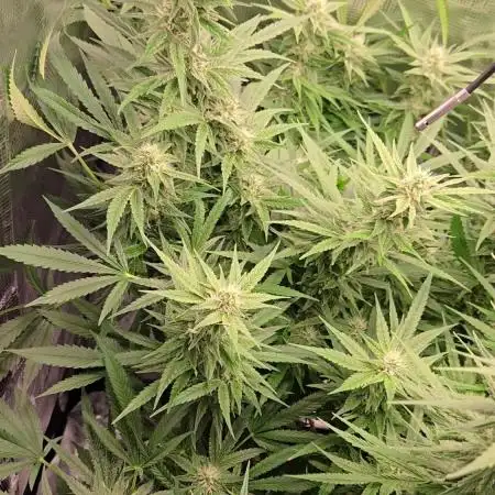 First dwc grow