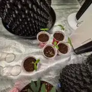 Amnesia Haze Part 2