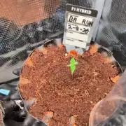Banana Runtz F1 hybride