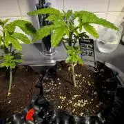 Banana Runtz F1 HYBRID Part 2